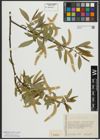 Foto von Salix alba L. x Salix fragilis L.